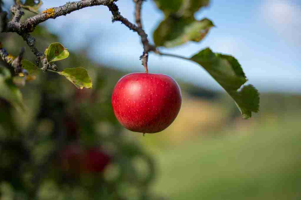 Reifer Apfel am Ast einer Streuobstwiese